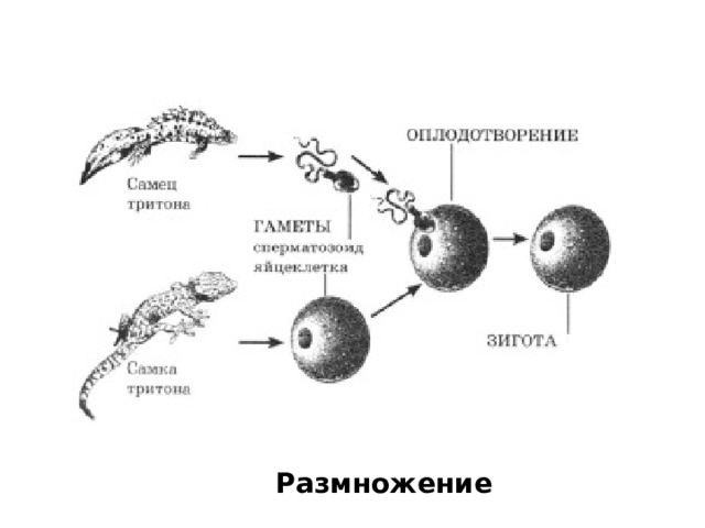 Размножение 