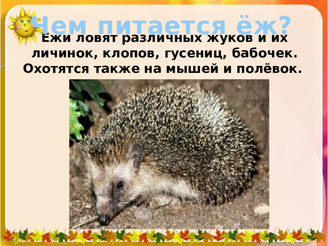 Чем питается ёж? Ежи ловят различных жуков и их личинок, клопов, гусениц, бабочек. Охотятся также на мышей и полёвок.  
