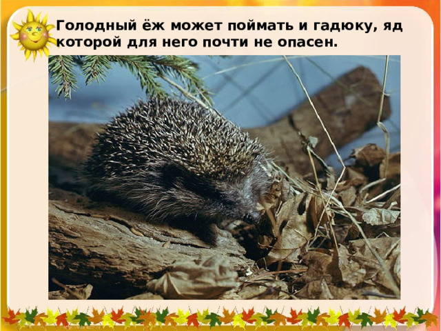 Голодный ёж может поймать и гадюку, яд которой для него почти не опасен.   