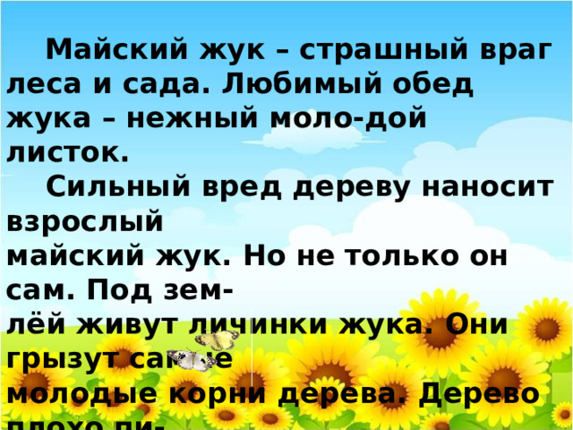  Майский жук – страшный враг леса и сада. Любимый обед жука – нежный моло-дой листок.  Сильный вред дереву наносит взрослый майский жук. Но не только он сам. Под зем- лёй живут личинки жука. Они грызут самые молодые корни дерева. Дерево плохо пи- тается и быстро засыхает. 
