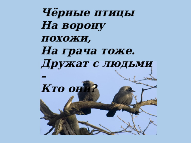 Чёрные птицы   На ворону похожи,   На грача тоже.   Дружат с людьми –   Кто они? 