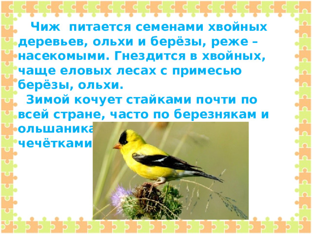  Чиж питается семенами хвойных деревьев, ольхи и берёзы, реже – насекомыми. Гнездится в хвойных, чаще еловых лесах с примесью берёзы, ольхи.  Зимой кочует стайками почти по всей стране, часто по березнякам и ольшаникам, иногда вместе с чечётками. Зимует в Европе. 