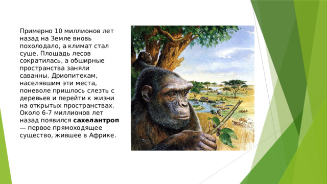 Примерно 10 миллионов лет назад на Земле вновь похолодало, а климат стал суше. Площадь лесов сократилась, а обширные пространства заняли саванны. Дриопитекам, населявшим эти места, поневоле пришлось слезть с деревьев и перейти к жизни на открытых пространствах. Около 6-7 миллионов лет назад появился сахелантроп — первое прямоходящее существо, жившее в Африке. 