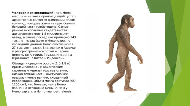 Человек прямоходящий (лат. Homo erectus — человек прямоходящий; устар. архантропы) является вымершим видом гоминид, которые жили на протяжении большей части плейстоцена. Самые ранние ископаемые свидетельства датируются около 1,8 миллиона лет назад, а самые последние примерно 143 тыс. лет назад (хотя в Индонезии, по последним данным homo erectus исчез 27 тыс. лет назад). Вид возник в Африке и распространились потом в Европе (вплоть до Англии), Грузии, Индии, на Шри-Ланке, в Китае и Индонезии. Обладали средним ростом (1,5-1,8 м), прямой походкой и архаическим строением черепа (толстые стенки, низкая лобная кость, выступающие надглазничные валики, скошенный подбородок). Объем мозга достигал 900-1200 см3, что больше, чем у Homo habilis, но несколько меньше, чем у Homo sapiens и Homo neanderthalensis. 