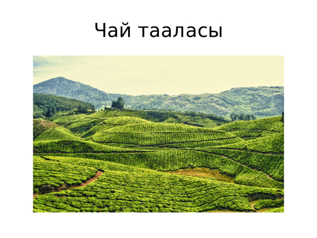 Чай тааласы 