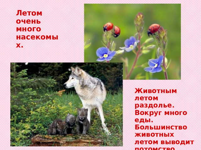 Летом очень много насекомых. Животным летом раздолье. Вокруг много еды. Большинство животных летом выводит потомство. 