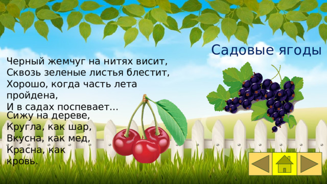 Садовые ягоды Черный жемчуг на нитях висит, Сквозь зеленые листья блестит, Хорошо, когда часть лета пройдена, И в садах поспевает… Сижу на дереве, Кругла, как шар, Вкусна, как мед, Красна, как кровь. 