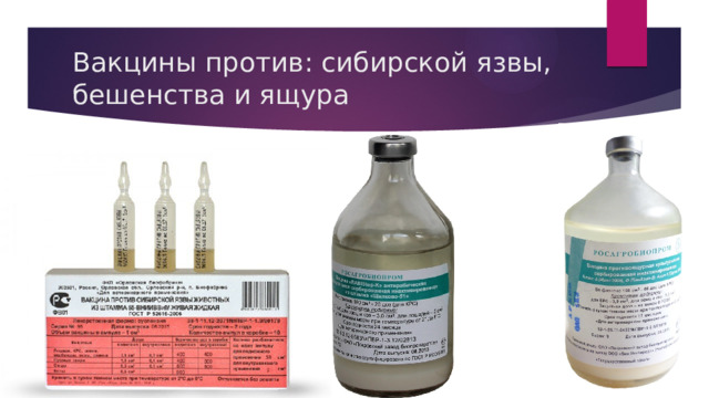 Вакцины против: сибирской язвы, бешенства и ящура 