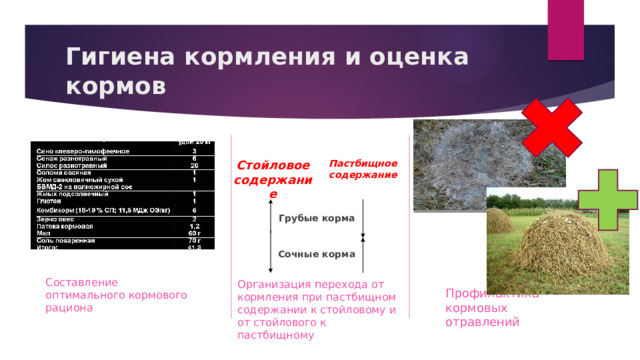 Гигиена кормления и оценка кормов Стойловое содержание Пастбищное содержание Грубые корма  Сочные корма Организация перехода от кормления при пастбищном содержании к стойловому и от стойлового к пастбищному Составление оптимального кормового рациона Профилактика кормовых отравлений 