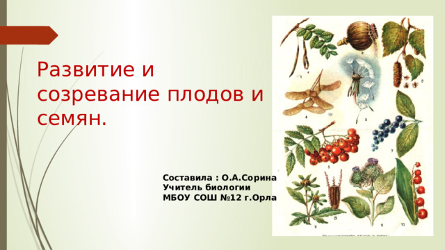 Развитие и созревание плодов и семян. Составила : О.А.Сорина Учитель биологии МБОУ СОШ №12 г.Орла 