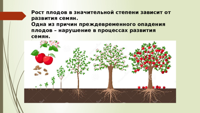 Рост плодов в значительной степени зависит от развития семян. Одна из причин преждевременного опадения плодов – нарушение в процессах развития семян. 