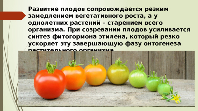 Развитие плодов сопровождается резким замедлением вегетативного роста, а у однолетних растений – старением всего организма. При созревании плодов усиливается синтез фитогормона этилена, который резко ускоряет эту завершающую фазу онтогенеза растительного организма.  