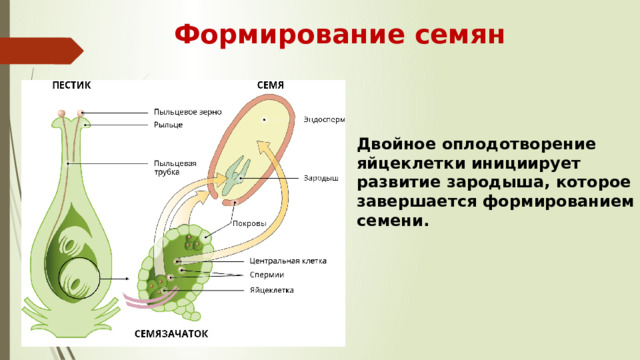 Формирование семян Двойное оплодотворение яйцеклетки инициирует развитие зародыша, которое завершается формированием семени. 