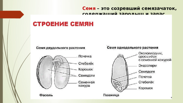 Семя – это созревший семязачаток, содержащий зародыш и запас питательных веществ. Снаружи семя покрыто семенной кожурой.  
