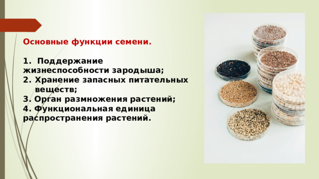 Основные функции семени.  1. Поддержание жизнеспособности зародыша; Хранение запасных питательных веществ; 3. Орган размножения растений; 4. Функциональная единица распространения растений.  