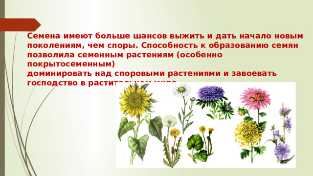 Семена имеют больше шансов выжить и дать начало новым поколениям, чем споры. Способность к образованию семян позволила семенным растениям (особенно покрытосеменным) доминировать над споровыми растениями и завоевать господство в растительном мире.   