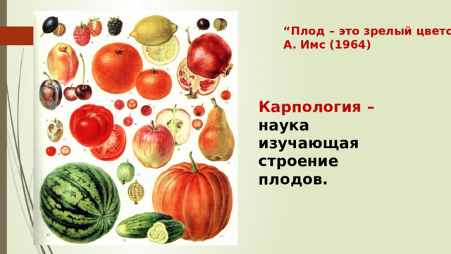 “ Плод – это зрелый цветок” А. Имс (1964) Карпология – наука изучающая строение плодов. 