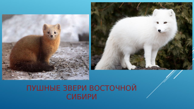 Пушные звери Восточной Сибири 