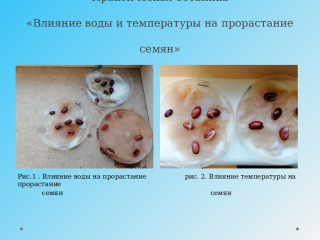                     Практическая ботаника  «Влияние воды и температуры на прорастание семян» Рис.1 . Влияние воды на прорастание рис. 2. Влияние температуры на прорастание  семян семян 