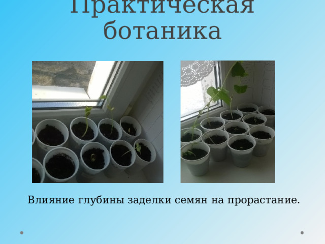 Практическая ботаника  Влияние глубины заделки семян на прорастание. 