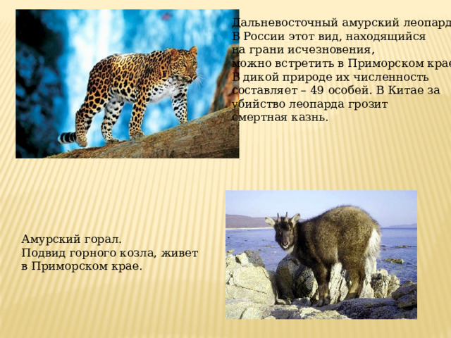 Дальневосточный амурский леопард. В России этот вид, находящийся на грани исчезновения, можно встретить в Приморском крае. В дикой природе их численность составляет – 49 особей. В Китае за убийство леопарда грозит смертная казнь. Амурский горал. Подвид горного козла, живет в Приморском крае.  