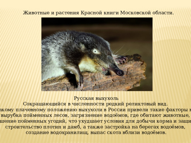 Животные и растения Красной книги Московской области. Русская выхухоль Сокращающийся в численности редкий реликтовый вид. К такому плачевному положению выхухоли в России привели такие факторы как: вырубка пойменных лесов, загрязнение водоёмов, где обитают животные, осушение пойменных угодий, что ухудшает условия для добычи корма и защиты, строительство плотин и дамб, а также застройка на берегах водоёмов, создание водохранилищ, выпас скота вблизи водоёмов.  