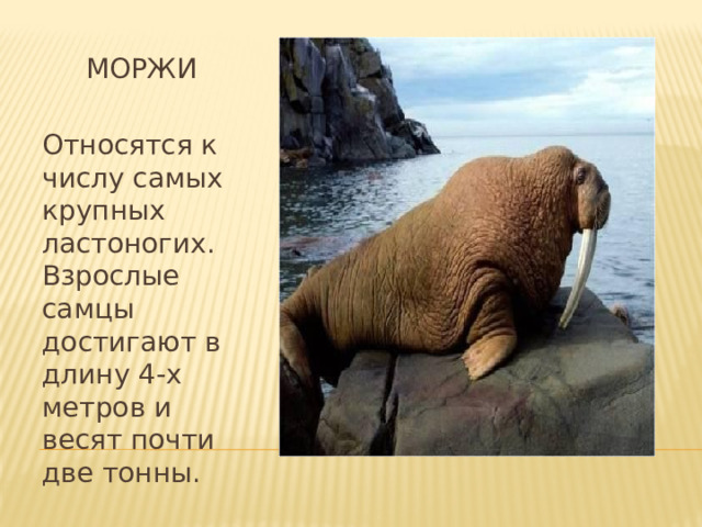  МОРЖИ Относятся к числу самых крупных ластоногих. Взрослые самцы достигают в длину 4-х метров и весят почти две тонны. 