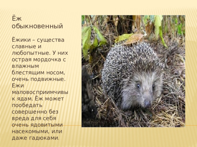 Ёж обыкновенный Ёжики – существа славные и любопытные. У них острая мордочка с влажным блестящим носом, очень подвижные. Ежи маловосприимчивы к ядам. Ёж может пообедать совершенно без вреда для себя очень ядовитыми насекомыми, или даже гадюками . 