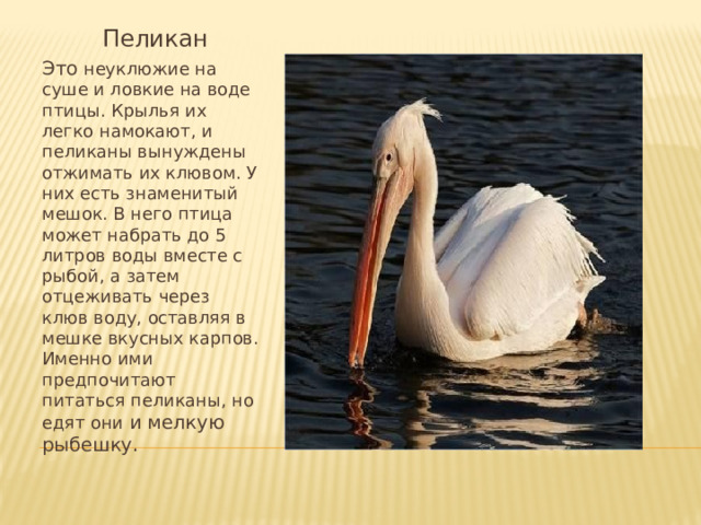  Пеликан Это неуклюжие на суше и ловкие на воде птицы. Крылья их легко намокают, и пеликаны вынуждены отжимать их клювом. У них есть знаменитый мешок. В него птица может набрать до 5 литров воды вместе с рыбой, а затем отцеживать через клюв воду, оставляя в мешке вкусных карпов. Именно ими предпочитают питаться пеликаны, но едят они и мелкую рыбешку. 