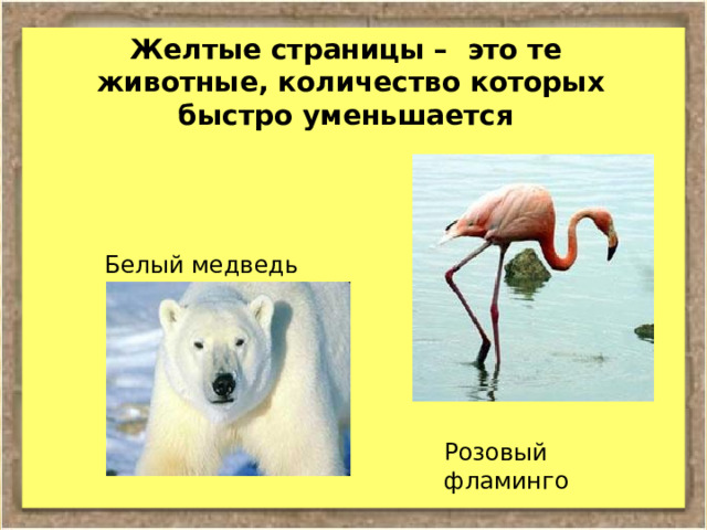 Желтые страницы – это те животные, количество которых быстро уменьшается Белый медведь Розовый фламинго 