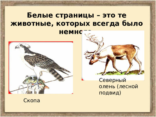 Белые страницы – это те животные, которых всегда было немного. Северный олень (лесной подвид) Скопа 