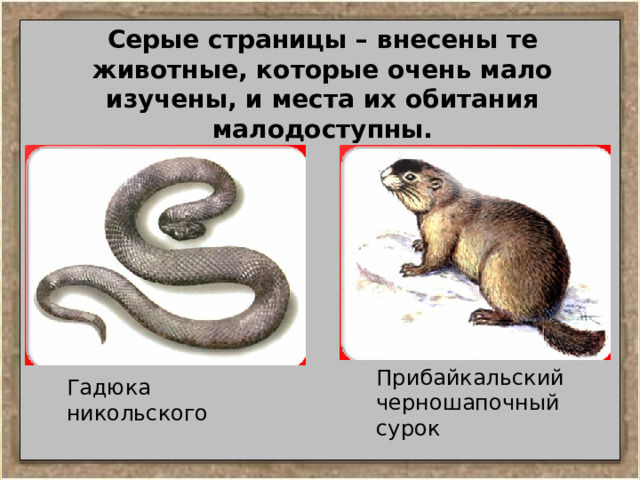 Серые страницы – внесены те животные, которые очень мало изучены, и места их обитания малодоступны. Прибайкальский черношапочный сурок Гадюка никольского 