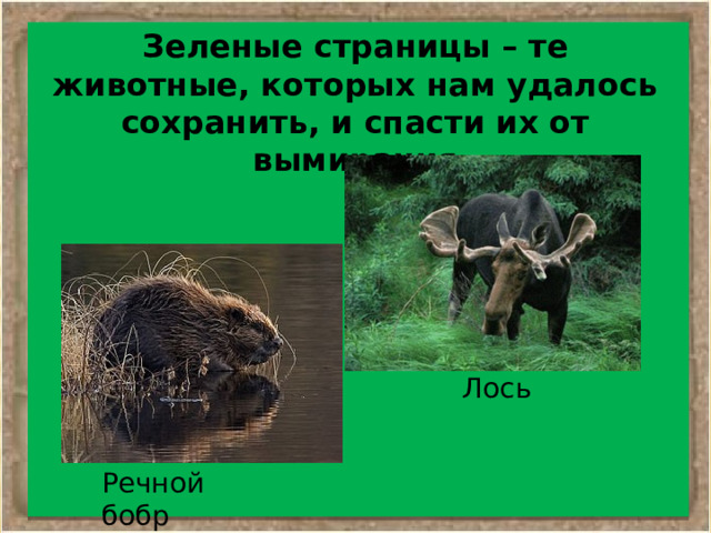 Зеленые страницы – те животные, которых нам удалось сохранить, и спасти их от вымирания Лось Речной бобр 