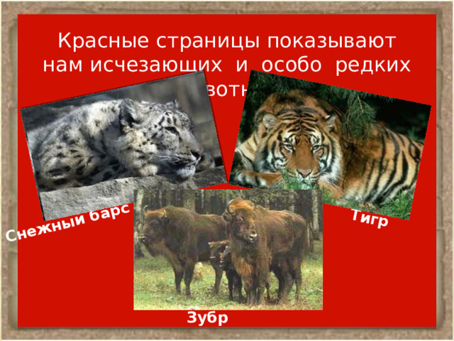 Снежный барс Тигр Красные страницы показывают нам исчезающих и особо редких животных Зубр 