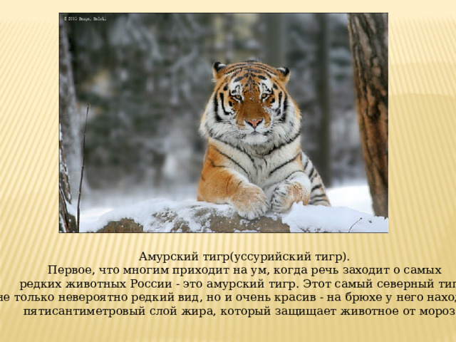 Амурский тигр(уссурийский тигр). Первое, что многим приходит на ум, когда речь заходит о самых редких животных России - это амурский тигр. Этот самый северный тигр не только невероятно редкий вид, но и очень красив - на брюхе у него находится пятисантиметровый слой жира, который защищает животное от мороза.  