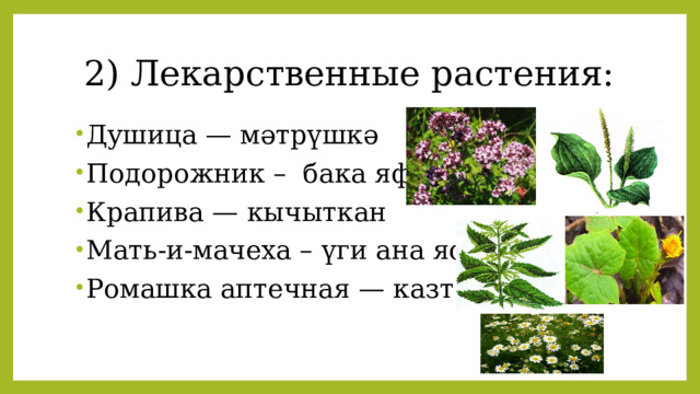 2) Лекарственные растения: Душица — мәтрүшкә Подорожник –  бака яфрагы Крапива — кычыткан Мать-и-мачеха – үги ана яфрагы Ромашка аптечная — казтабан 