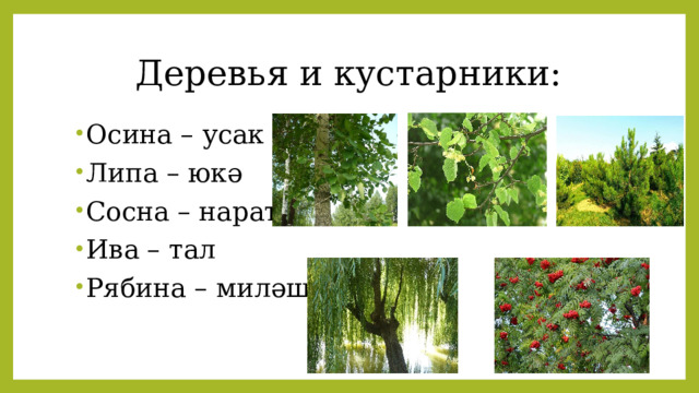 Деревья и кустарники: Осина – усак Липа – юкә Сосна – нарат Ива – тал Рябина – миләш Осина – усак Липа – юкә Сосна – нарат Ива – тал Рябина – миләш 