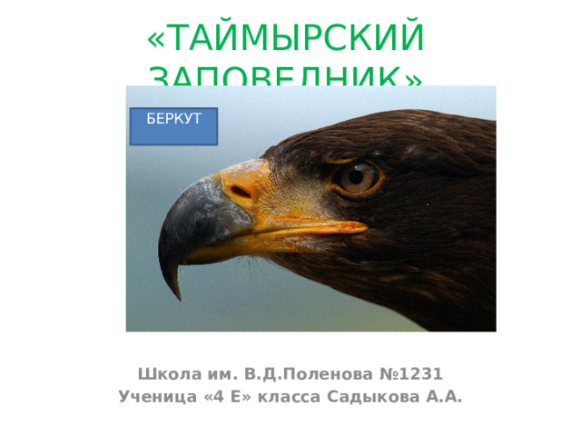 «ТАЙМЫРСКИЙ ЗАПОВЕДНИК»   БЕРКУТ Школа им. В.Д.Поленова №1231 Ученица «4 Е» класса Садыкова А.А.     