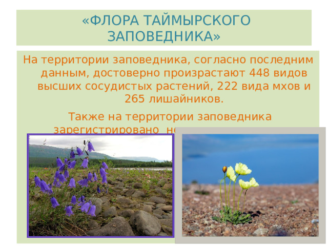  «ФЛОРА ТАЙМЫРСКОГО ЗАПОВЕДНИКА» На территории заповедника, согласно последним данным, достоверно произрастают 448 видов высших сосудистых растений, 222 вида мхов и 265 лишайников.  Также на территории заповедника зарегистрировано немало редких видов, внесенных в «Красную книгу». 