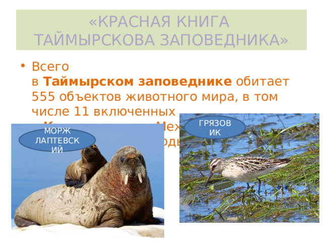 «КРАСНАЯ КНИГА  ТАЙМЫРСКОВА ЗАПОВЕДНИКА» Всего в  Таймырском   заповеднике  обитает 555 объектов животного мира, в том числе 11 включенных в  Красную   книгу  Международного союза охраны природы. ГРЯЗОВИК МОРЖ ЛАПТЕВСКИЙ 
