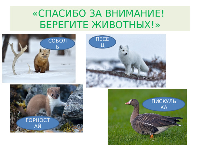 «СПАСИБО ЗА ВНИМАНИЕ!  БЕРЕГИТЕ ЖИВОТНЫХ!» ПЕСЕЦ СОБОЛЬ ПИСКУЛЬКА ГОРНОСТАЙ 