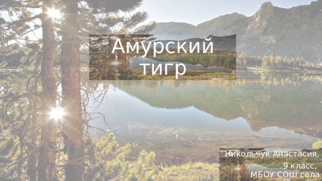 Амурский тигр Никольчук Анастасия, 9 класс,  МБОУ СОШ села Ильинка 