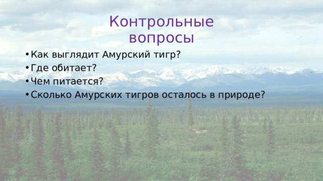 Контрольные вопросы Как выглядит Амурский тигр? Где обитает? Чем питается? Сколько Амурских тигров осталось в природе? 