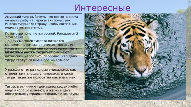 Интересные факты Амурский тигр рыбачить – во время нереста он ловит рыбу на перекатах горных рек. Иногда тигры едят траву, чтобы восполнить недостаток витаминов. Потомство появляется весной. Рождается 2-3 тигренка. До двух месяцев тигрята питаются молоком, потом мать начинает носить им мясо, а с полугода они сопровождают мать на охоте и учатся охотиться Отметины на лбу тигра напоминают китайский иероглиф, “Король”, что дало тигру статус священного животного У каждого тигра полосы уникальны, как отпечатки пальцев у человека, а кожа тигра такая же полосатая как и его мех Тигры, в отличии от домашних кошек любят воду и хорошо плавают, в жаркий день обязательно устраивают водные процедуры 