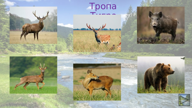 Тропа Тигра 