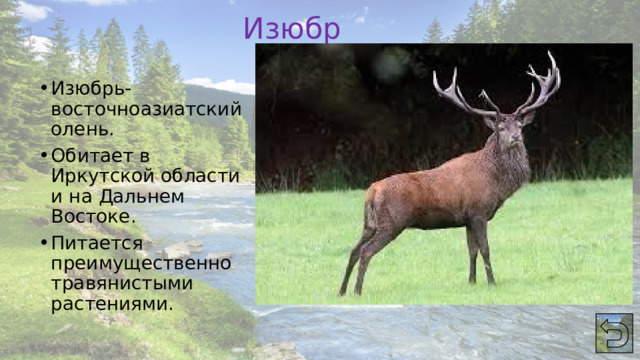 Изюбрь Изюбрь-восточноазиатский олень. Обитает в Иркутской области и на Дальнем Востоке. Питается преимущественно травянистыми растениями. 