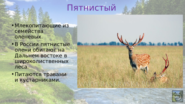 Пятнистый олень Млекопитающие из семейства оленевых. В России пятнистые олени обитают на Дальнем востоке в широколиственных леса. Питаются травами и кустарниками. 