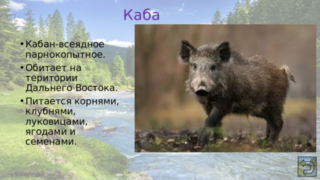 Кабан Кабан-всеядное парнокопытное. Обитает на територии Дальнего Востока. Питается корнями, клубнями, луковицами, ягодами и семенами. 