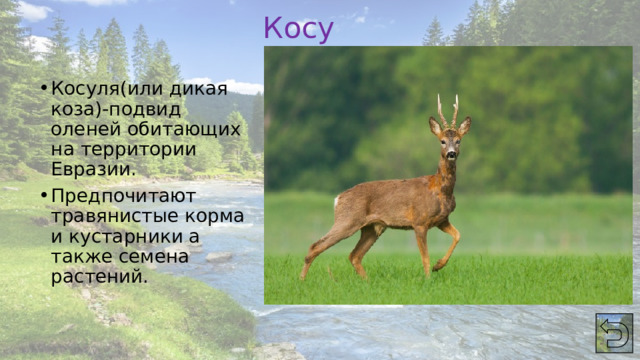 Косуля Косуля(или дикая коза)-подвид оленей обитающих на территории Евразии. Предпочитают травянистые корма и кустарники а также семена растений. 