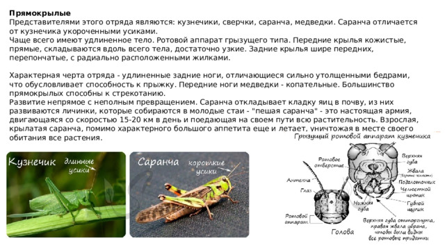 Прямокрылые Представителями этого отряда являются: кузнечики, сверчки, саранча, медведки. Саранча отличается от кузнечика укороченными усиками. Чаще всего имеют удлиненное тело. Ротовой аппарат грызущего типа. Передние крылья кожистые, прямые, складываются вдоль всего тела, достаточно узкие. Задние крылья шире передних, перепончатые, с радиально расположенными жилками. Характерная черта отряда - удлиненные задние ноги, отличающиеся сильно утолщенными бедрами, что обусловливает способность к прыжку. Передние ноги медведки - копательные. Большинство прямокрылых способны к стрекотанию. Развитие непрямое с неполным превращением. Саранча откладывает кладку яиц в почву, из них развиваются личинки, которые собираются в молодые стаи - 